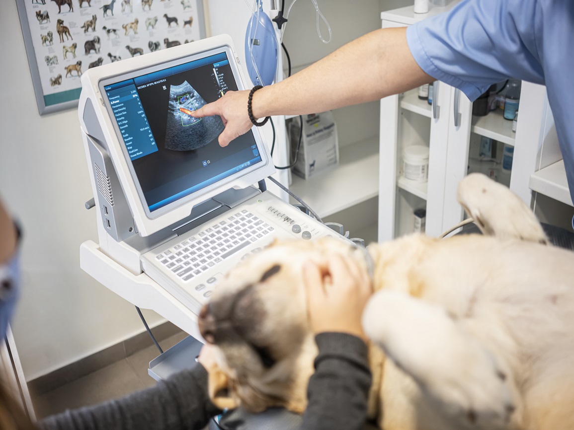 Veterinary Ultrasound